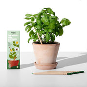 Sprout Plantable Coloured Pencils (8 piece set)